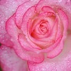 pink rose mini.jpg